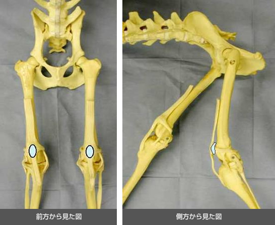 犬の膝蓋骨脱臼図1