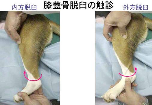 犬の膝蓋骨脱臼図3