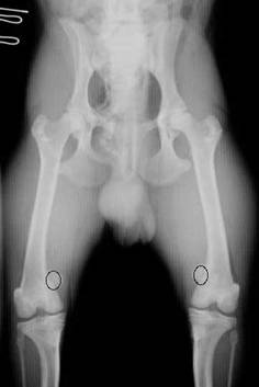 犬の膝蓋骨脱臼図6