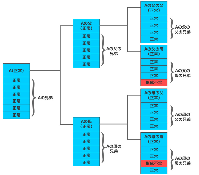 Aの血統図（＋兄弟）