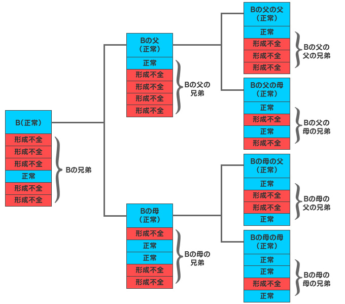 Bの血統図（＋兄弟）