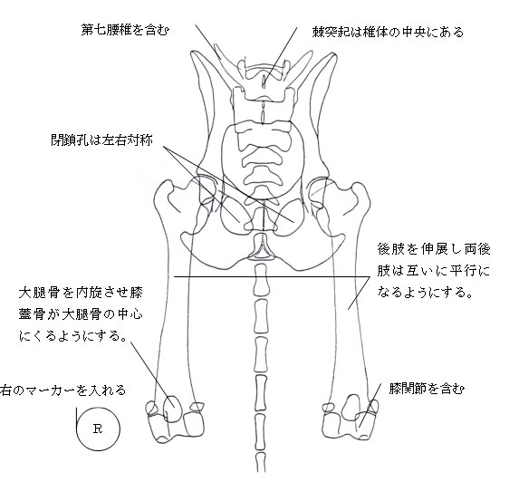 股関節伸展腹背方向のX線撮影法