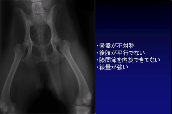 評価ができないレントゲン写真例３